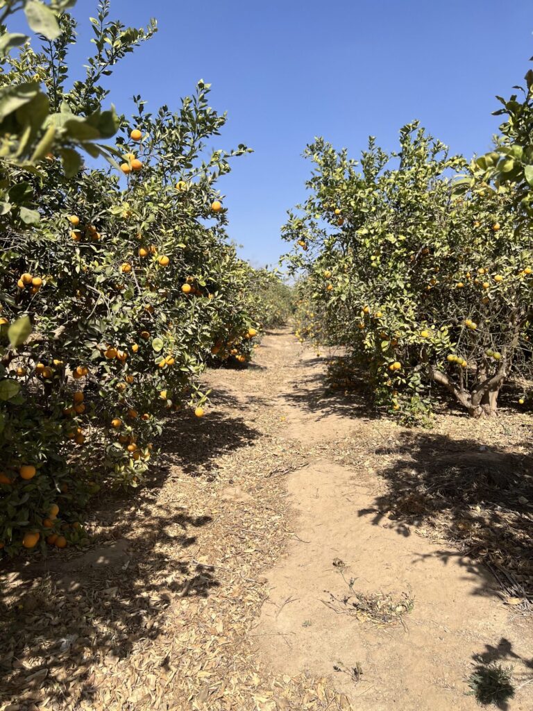 Valencia orange grove in Egypt during the harvest window