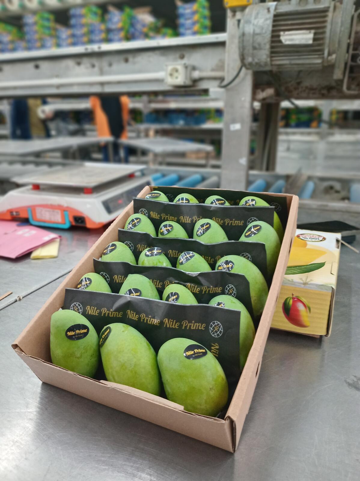 Egyptian mango carton at the packhouse bench, the stage after hot water treatment where fruit is graded and weighed