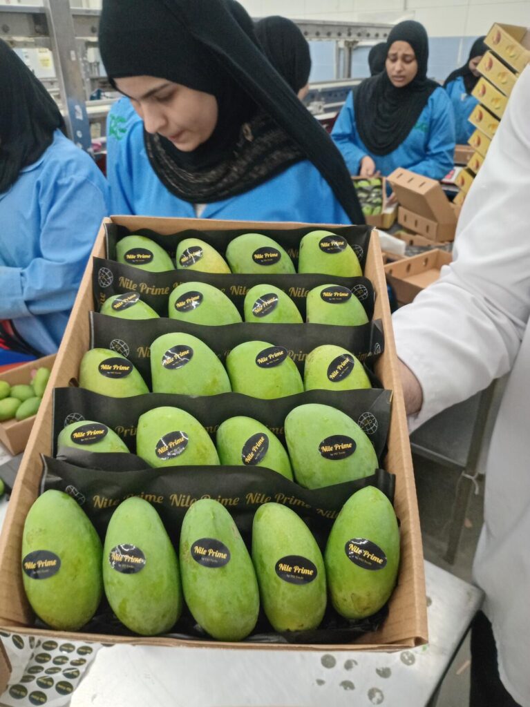 Labelled green Egyptian mangoes packed in rows inside an export carton